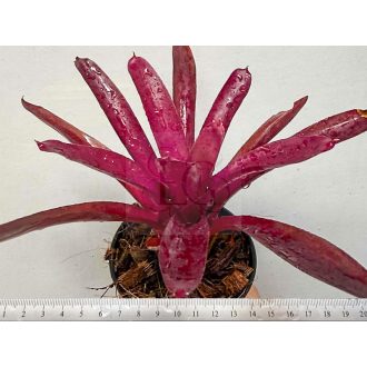Neoregelia Granada X Pauciflora
