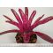 Neoregelia Granada X Pauciflora