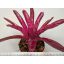 Neoregelia Granada X Pauciflora