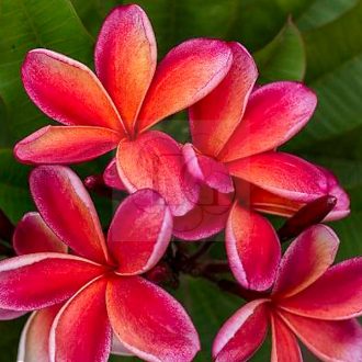 Plumeria rubra "Magma"