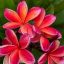 Plumeria rubra "Magma"