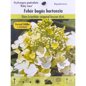 Hydrangea paniculata "Baby Lace"/ Bugás hortenzia