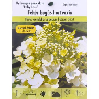 Hydrangea paniculata "Baby Lace"/ Bugás hortenzia Hydrangea paniculata "Baby Lace"/ Bugás hortenzia