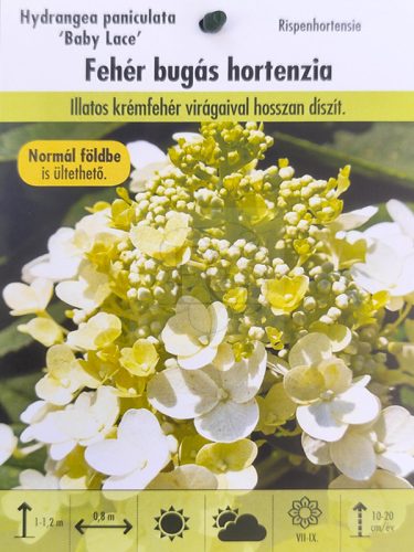 Hydrangea paniculata "Baby Lace"/ Bugás hortenzia