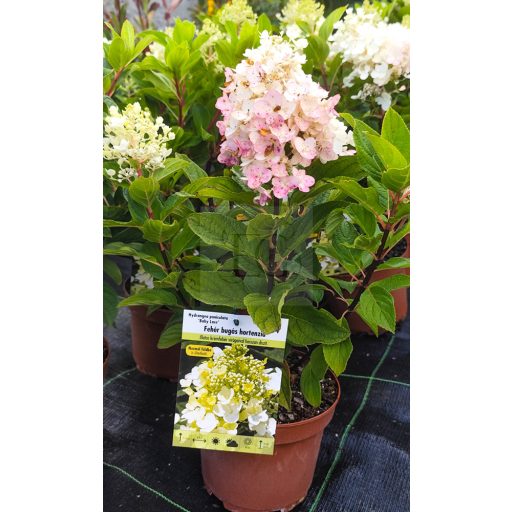 Hydrangea paniculata "Baby Lace"/ Bugás hortenzia
