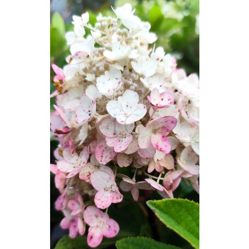 Hydrangea paniculata "Baby Lace"/ Bugás hortenzia