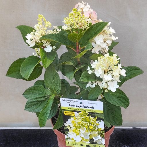 Hydrangea paniculata "Baby Lace"/ Bugás hortenzia