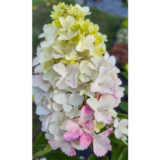 Hydrangea paniculata "Baby Lace"/ Bugás hortenzia