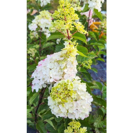 Hydrangea paniculata "Baby Lace"/ Bugás hortenzia