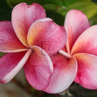 Plumeria rubra "Sangria" JJ