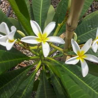 Plumeria rubra "Saeng Dao" 
