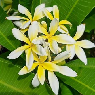 Plumeria rubra "Yellow Giant Spider"