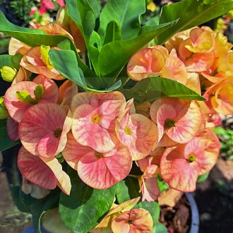 Euphorbia milii "Rat Tha Na Chot" (A49)
