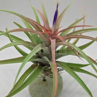 Tillandsia Capitata Peach 
