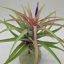 Tillandsia Capitata Peach 