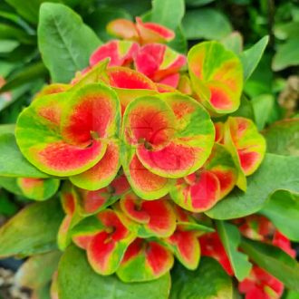 Euphorbia milii "Kwak Ngien" (A36)
