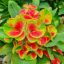 Euphorbia milii "Kwak Ngien" (A36)