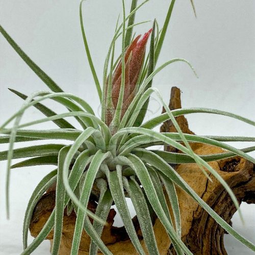 Tillandsia Oaxacana