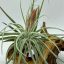 Tillandsia Oaxacana
