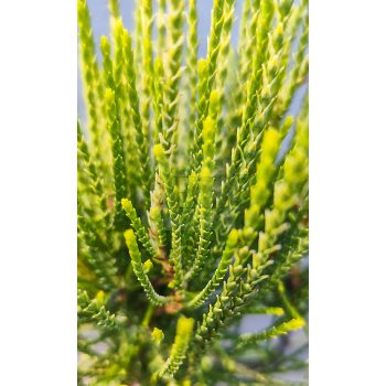 Thuja orientalis "Franky Boy" – Keleti tuja Thuja orientalis "Franky Boy" – Keleti tuja