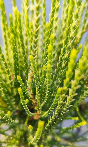 Thuja orientalis "Franky Boy" – Keleti tuja