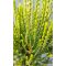 Thuja orientalis "Franky Boy" – Keleti tuja