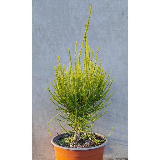 Thuja orientalis "Franky Boy" – Keleti tuja