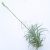 Tillandsia Purpurea/L
