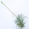 Tillandsia Purpurea/L