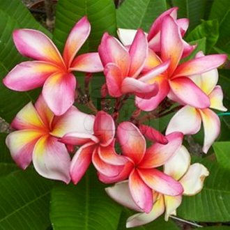 Plumeria rubra "Saree" 