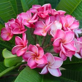 Plumeria rubra "Sweet Pea"
