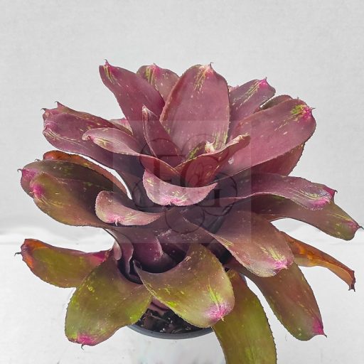 Neoregelia Bob&Grace 