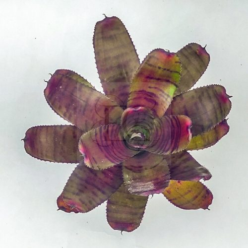 Neoregelia Tiger Hybrid-Dark Red