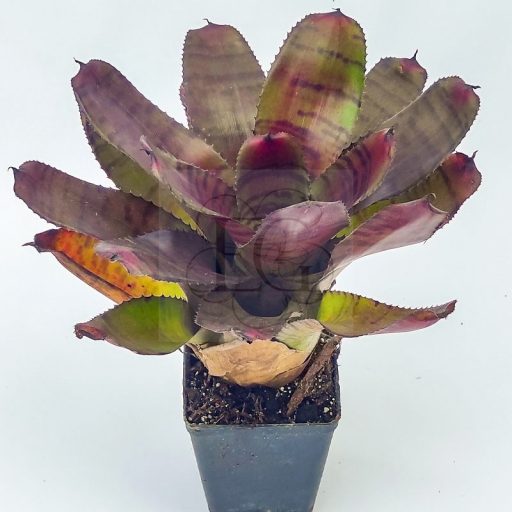 Neoregelia Tiger Hybrid-Dark Red