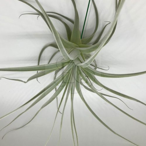  Tillandsia Straminea 