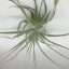 Tillandsia Straminea 