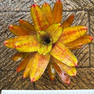 Neoregelia Jewelly Shop 