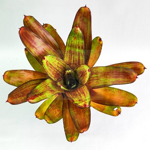 Neoregelia Jewelly Shop 