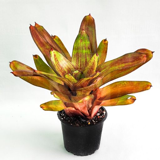 Neoregelia Jewelly Shop 