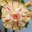 Adenium obesum "Ánh Mai8" (TQC74)