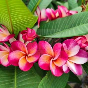 Plumeria rubra "Devil Touch" (NUI)