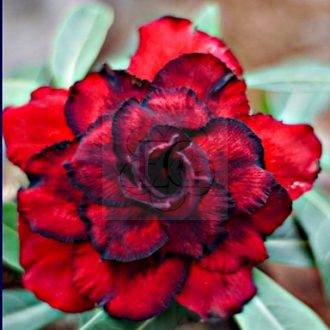 Adenium obesum (S-19-010)