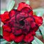 Adenium obesum (S-19-010)