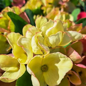 Euphorbia milii "Hybrid" (A43)