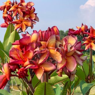 Plumeria rubra "Orange Paper Windmill"-Kukait