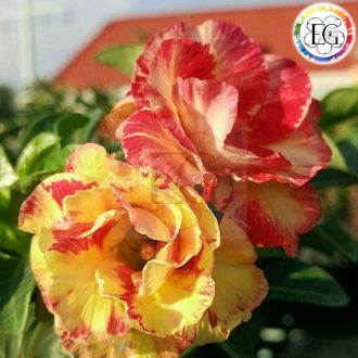 Adenium obesum "Cinderella" (20)
