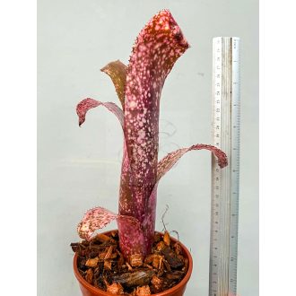 Billbergia Pink Champagne