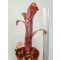Billbergia Pink Champagne