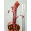 Billbergia Pink Champagne