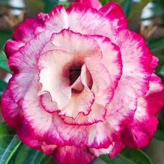 Adenium obesum "Kim Ngoc 5" (TQC75)